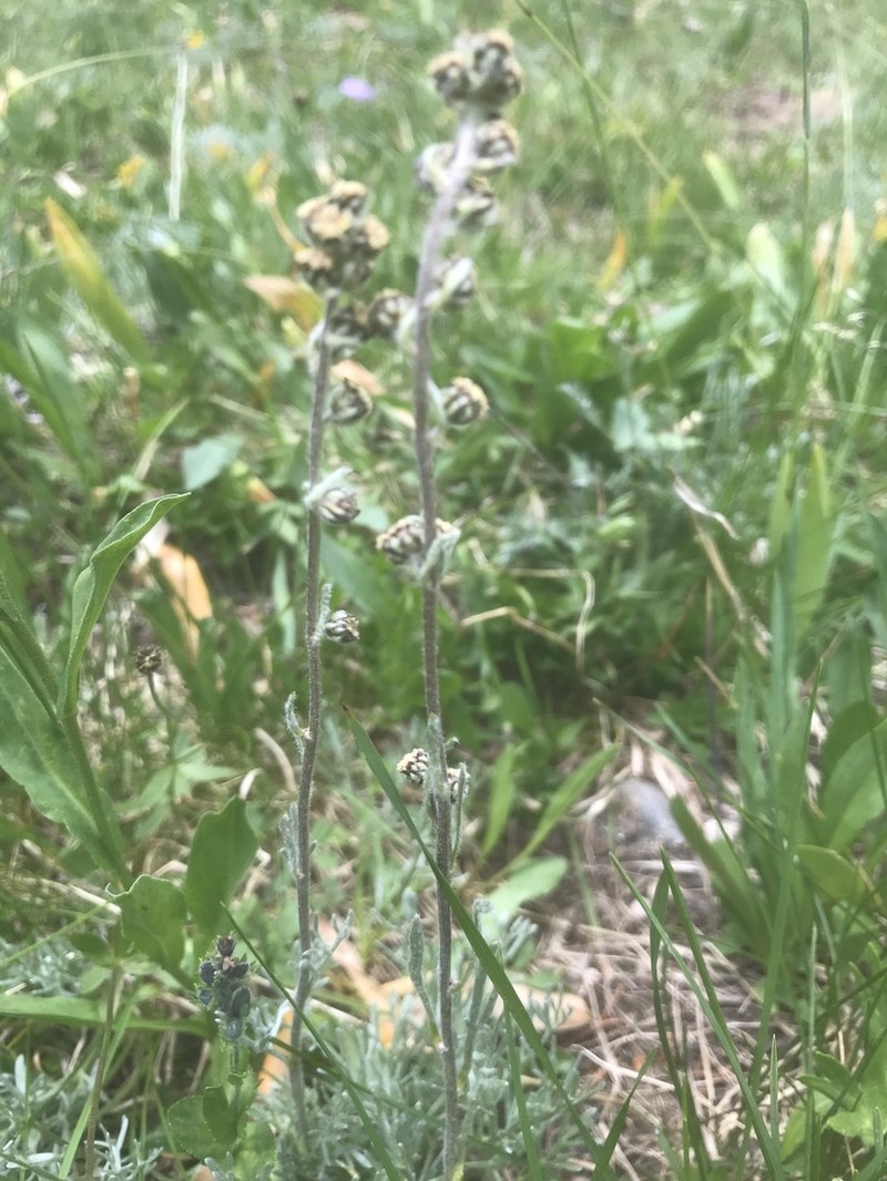 Alpine Sagebrush photo 2