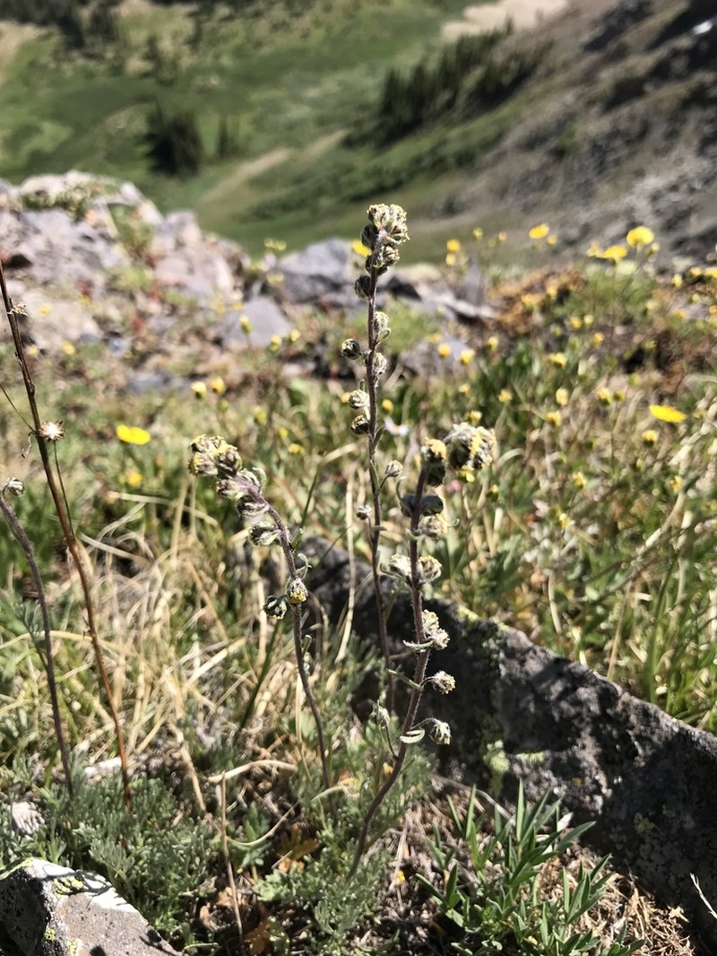 Alpine Sagebrush photo 3