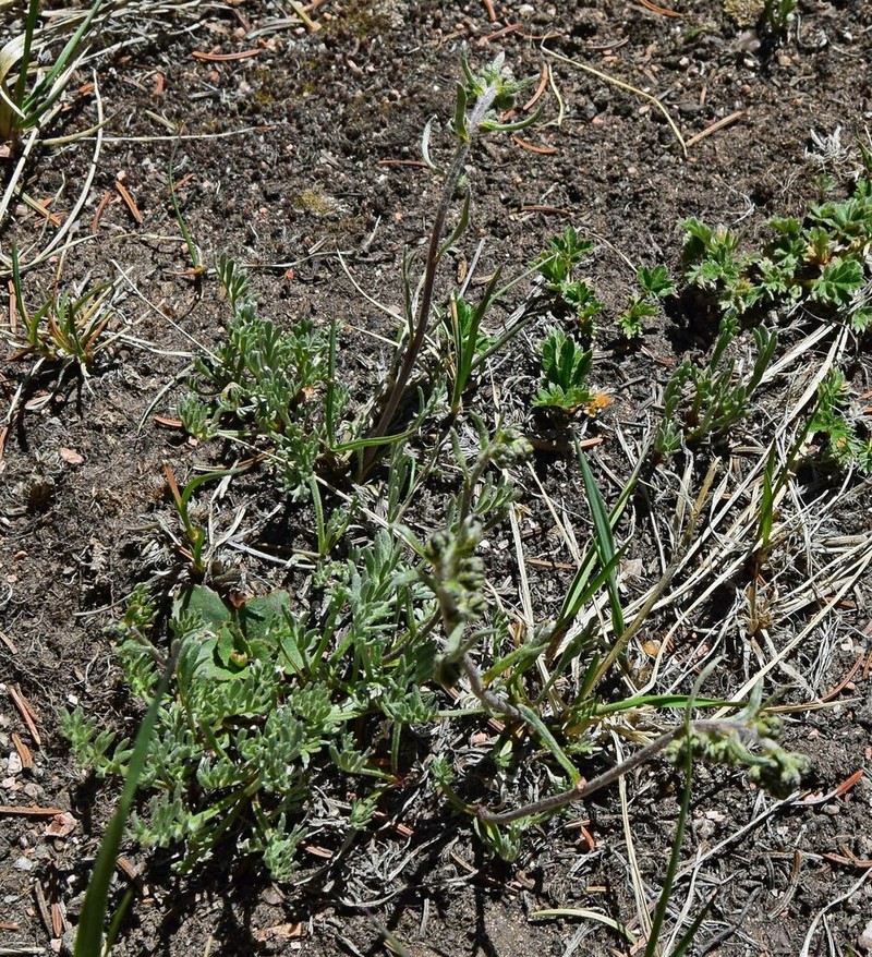 Alpine Sagebrush photo 4