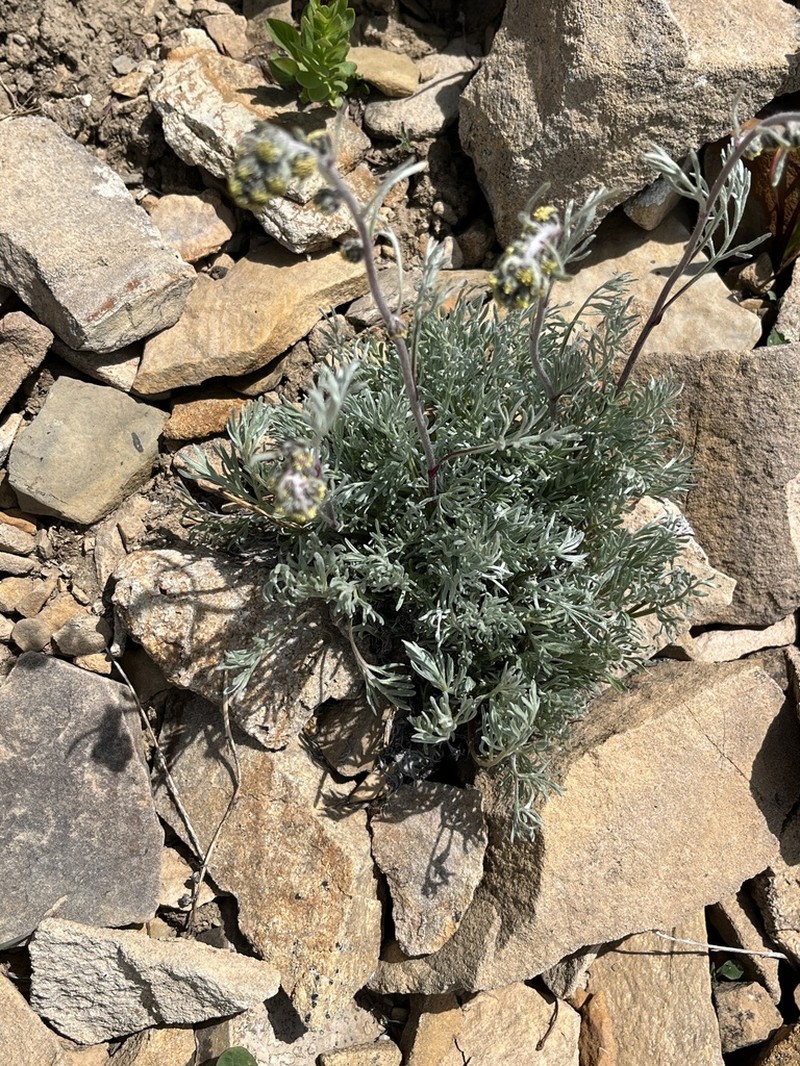 Alpine Sagebrush photo 5