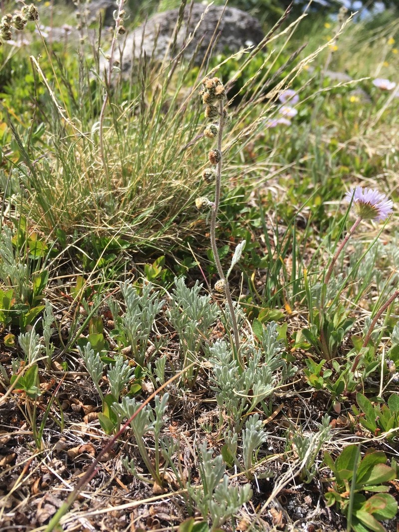 Alpine Sagebrush photo 6