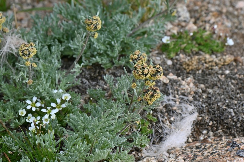 Alpine Sagebrush photo 7