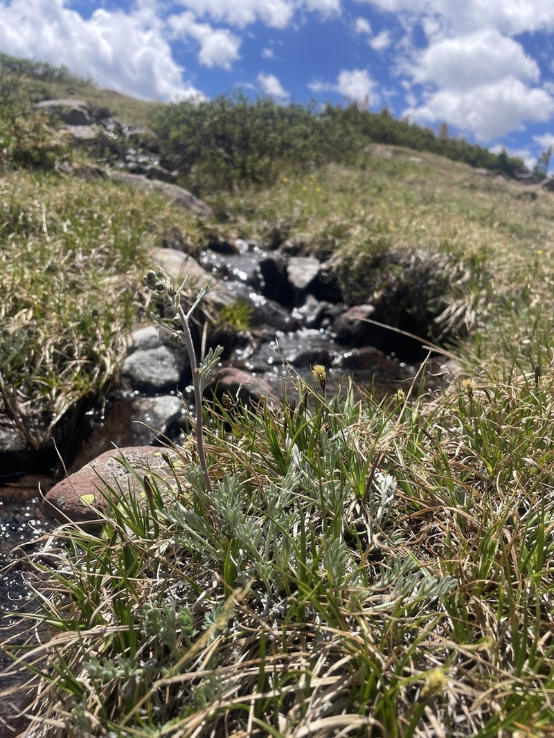 Alpine Sagebrush photo 8