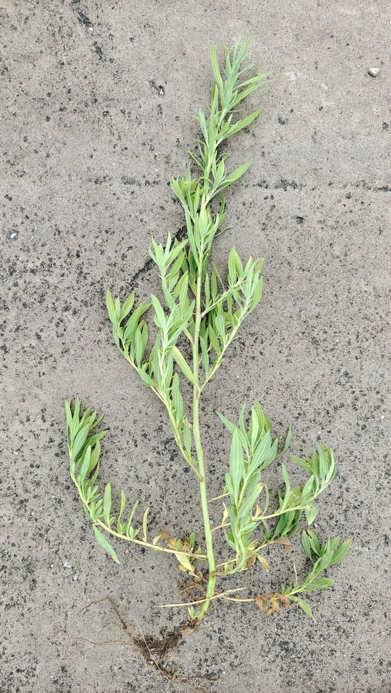 Artemisia selengensis photo 4