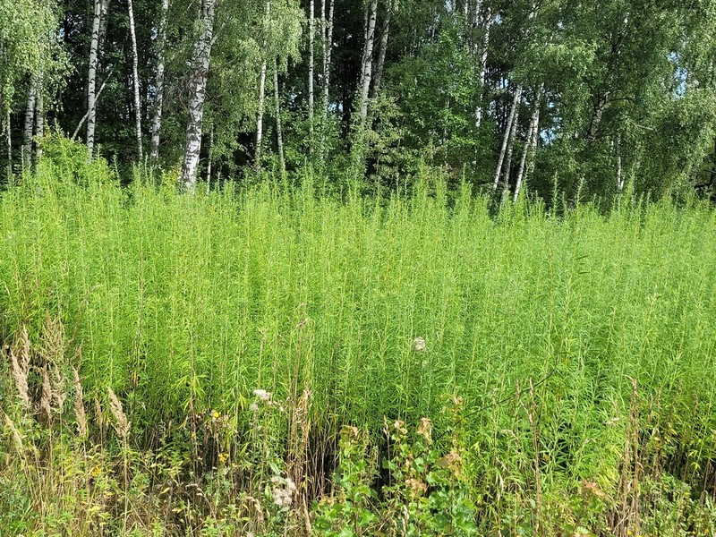 Artemisia selengensis photo 5