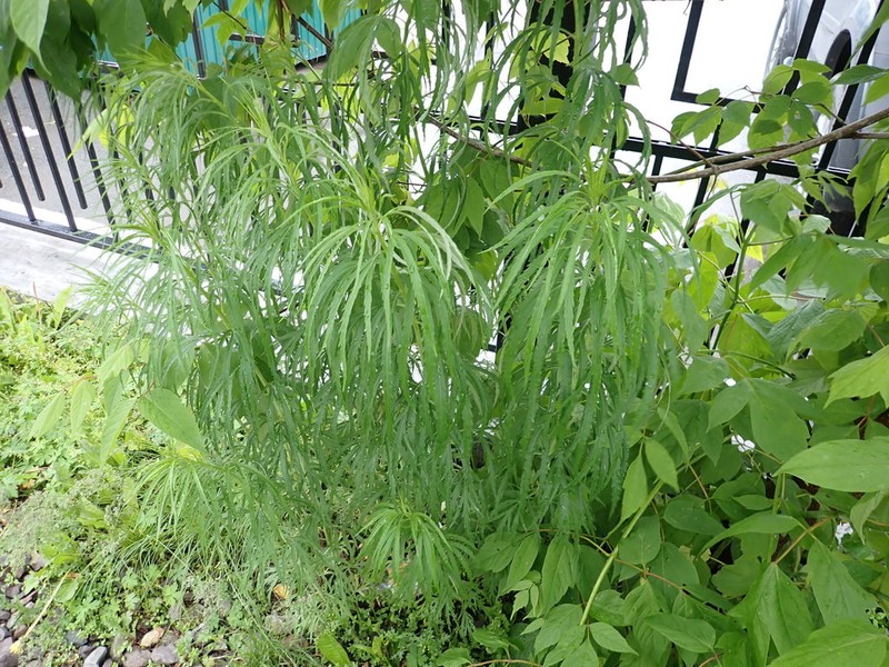 Artemisia selengensis photo 6