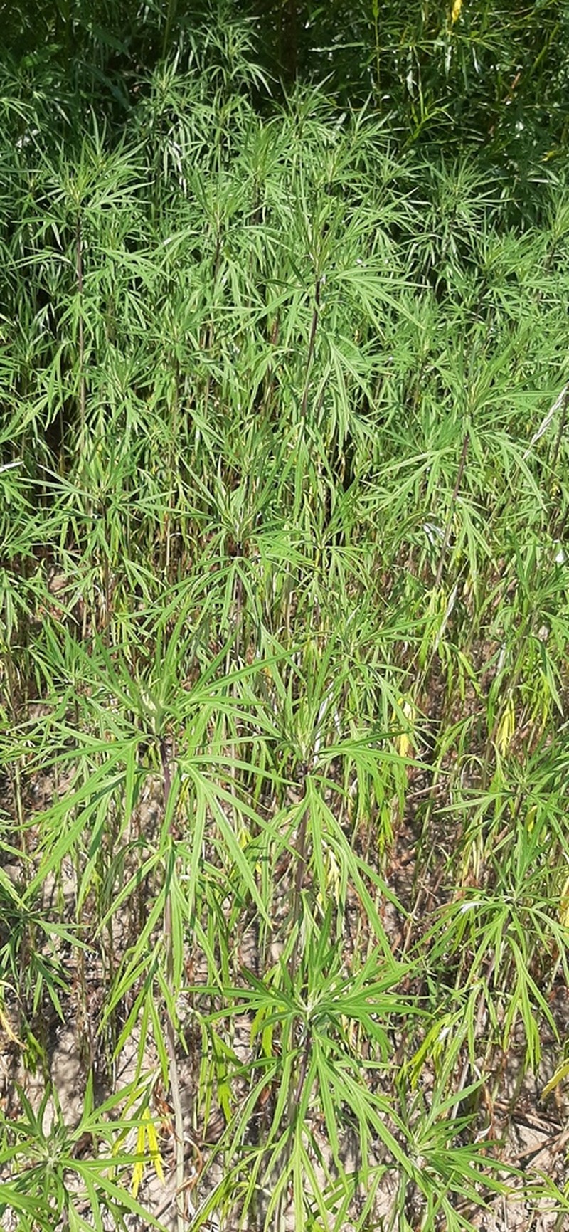 Artemisia selengensis photo 7