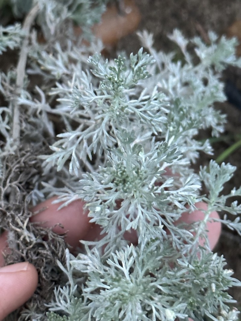 Artemisia semiarida