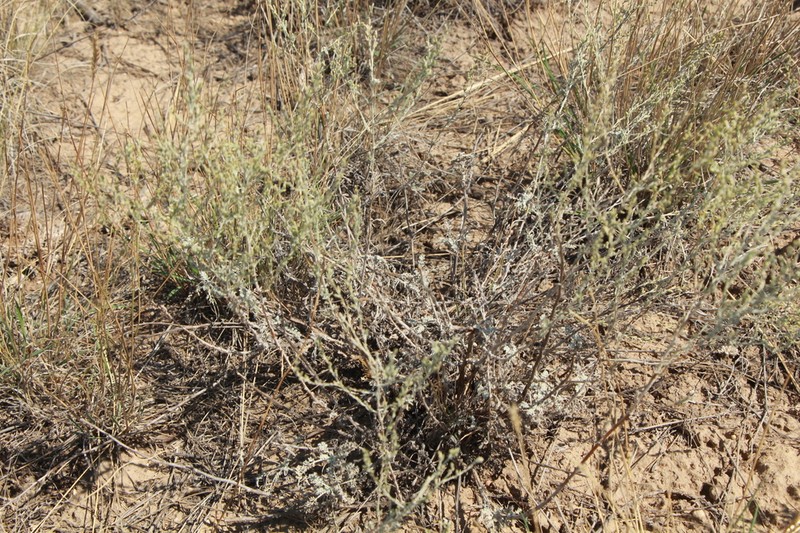 Artemisia semiarida photo 2