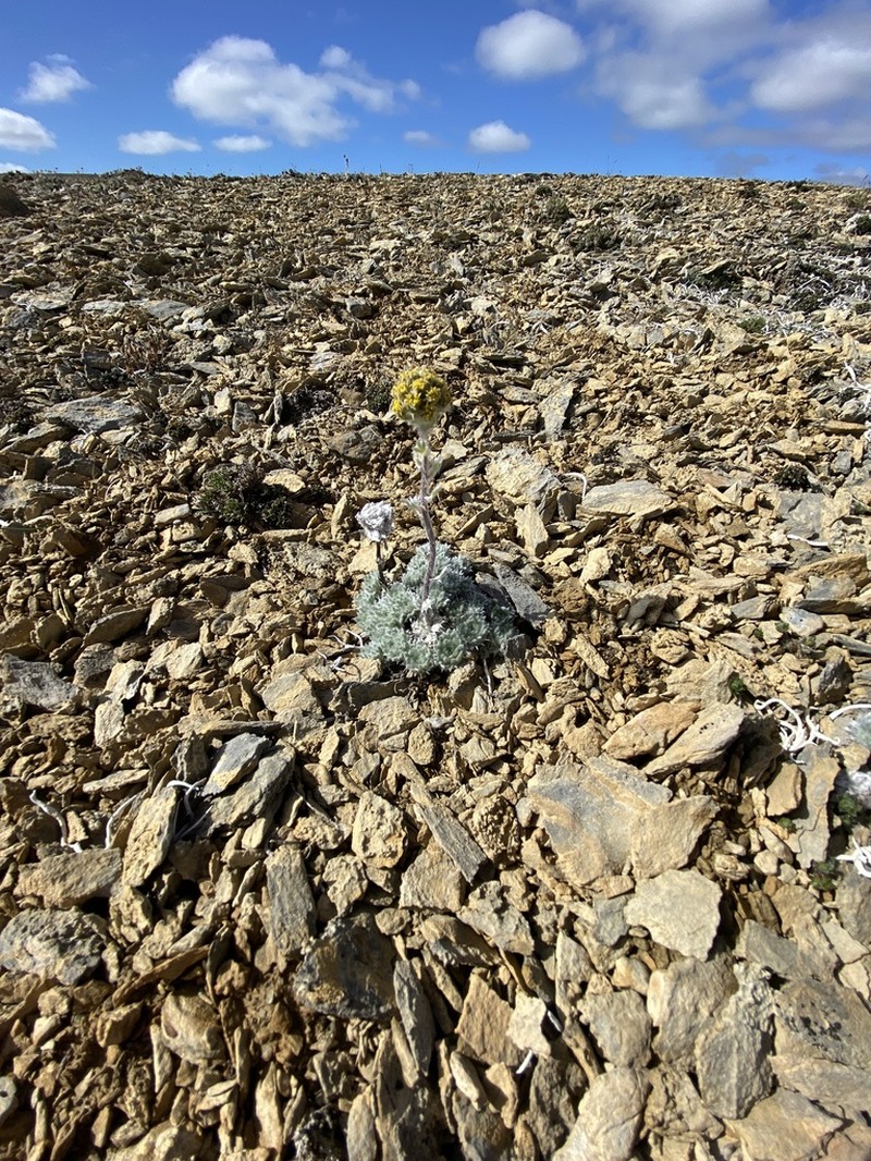 Arctic Wormwood photo 2