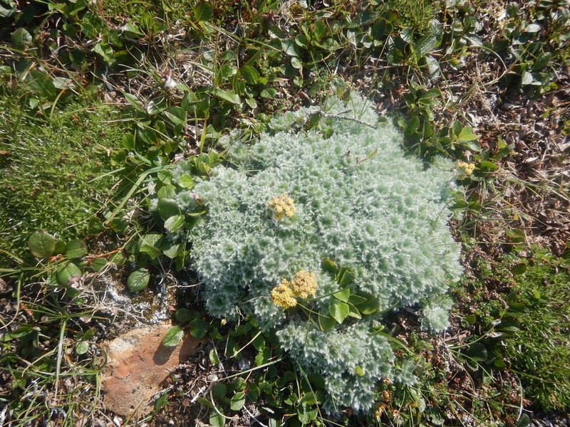 Arctic Wormwood photo 3