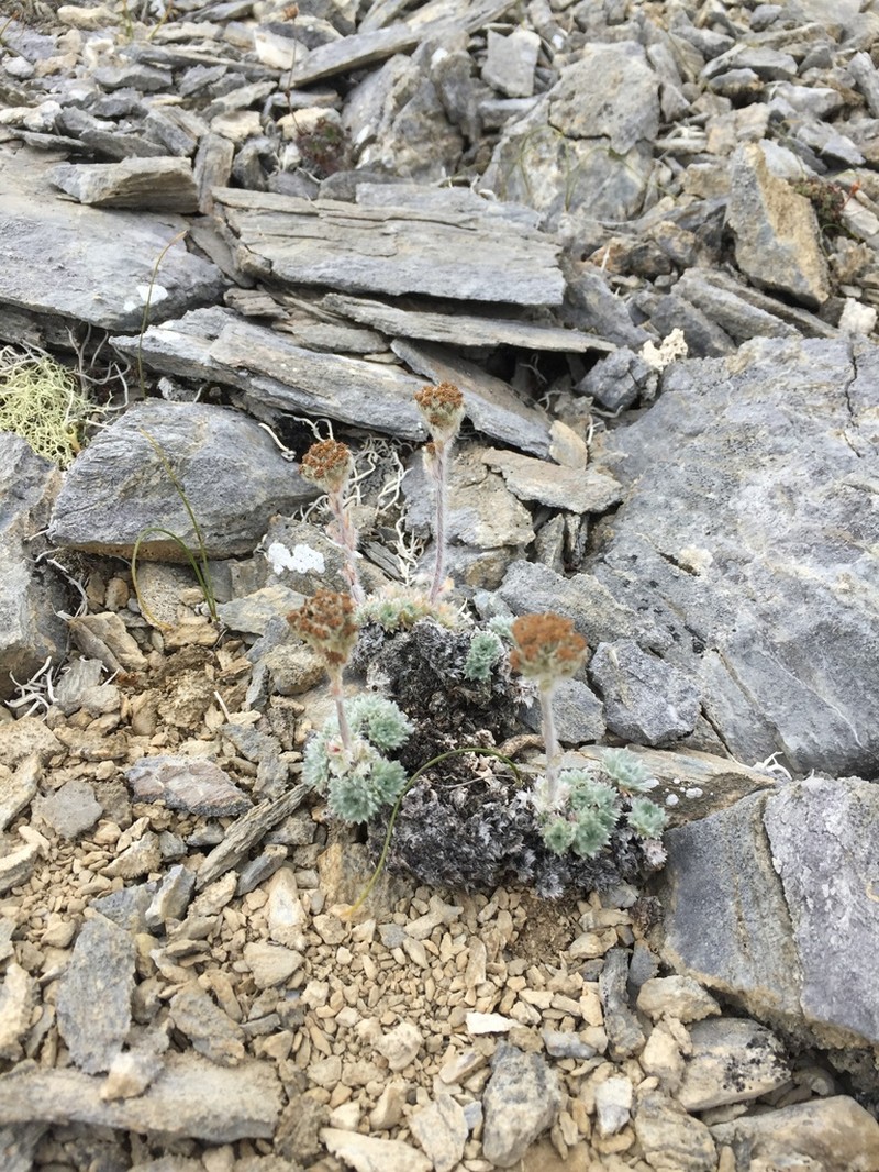 Arctic Wormwood photo 4