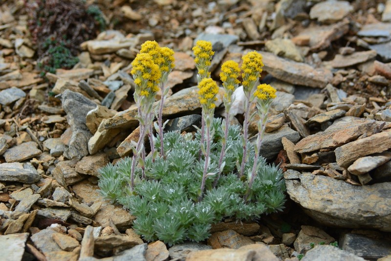 Arctic Wormwood photo 5