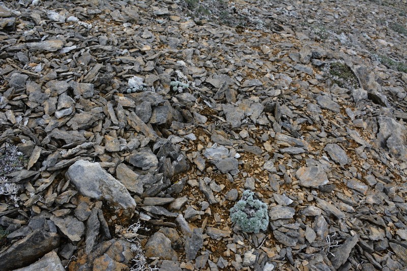 Arctic Wormwood photo 6