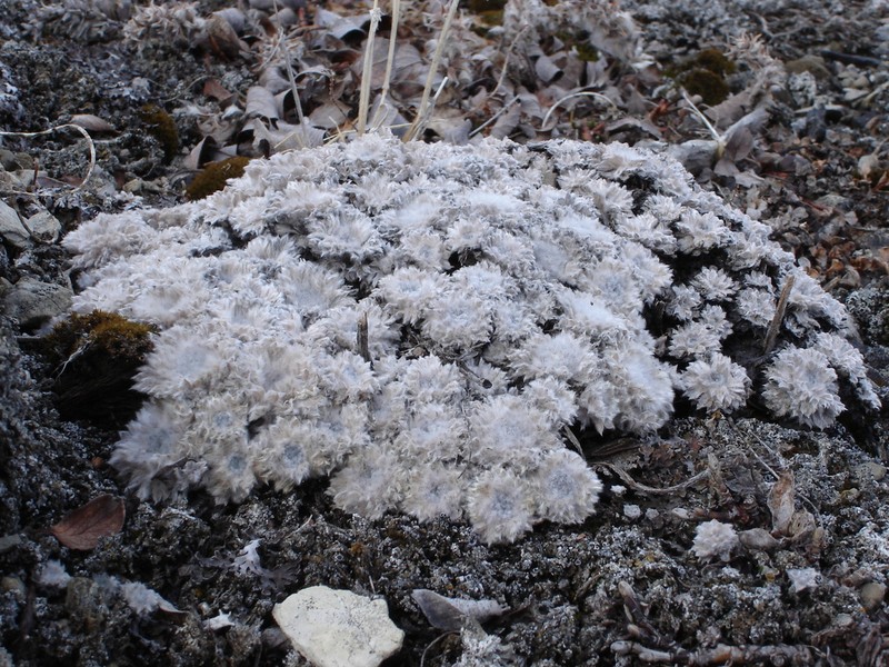 Arctic Wormwood photo 7