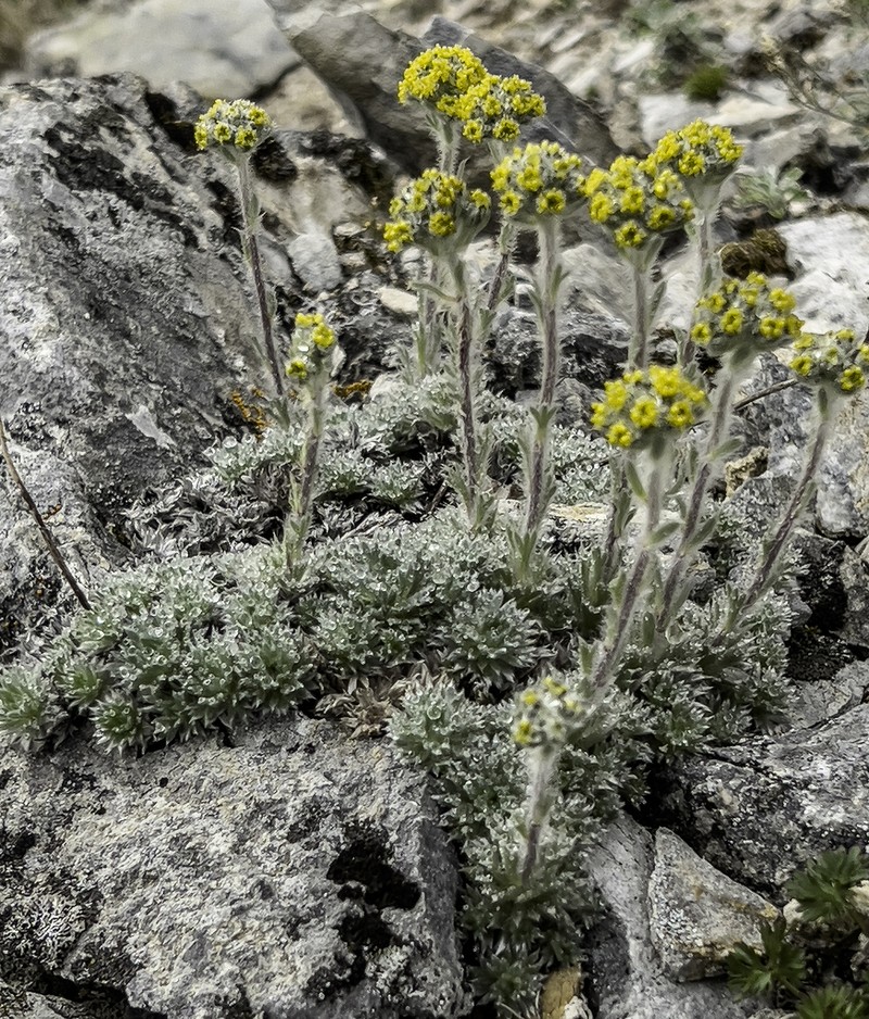 Arctic Wormwood photo 8
