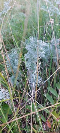 Artemisia sericea