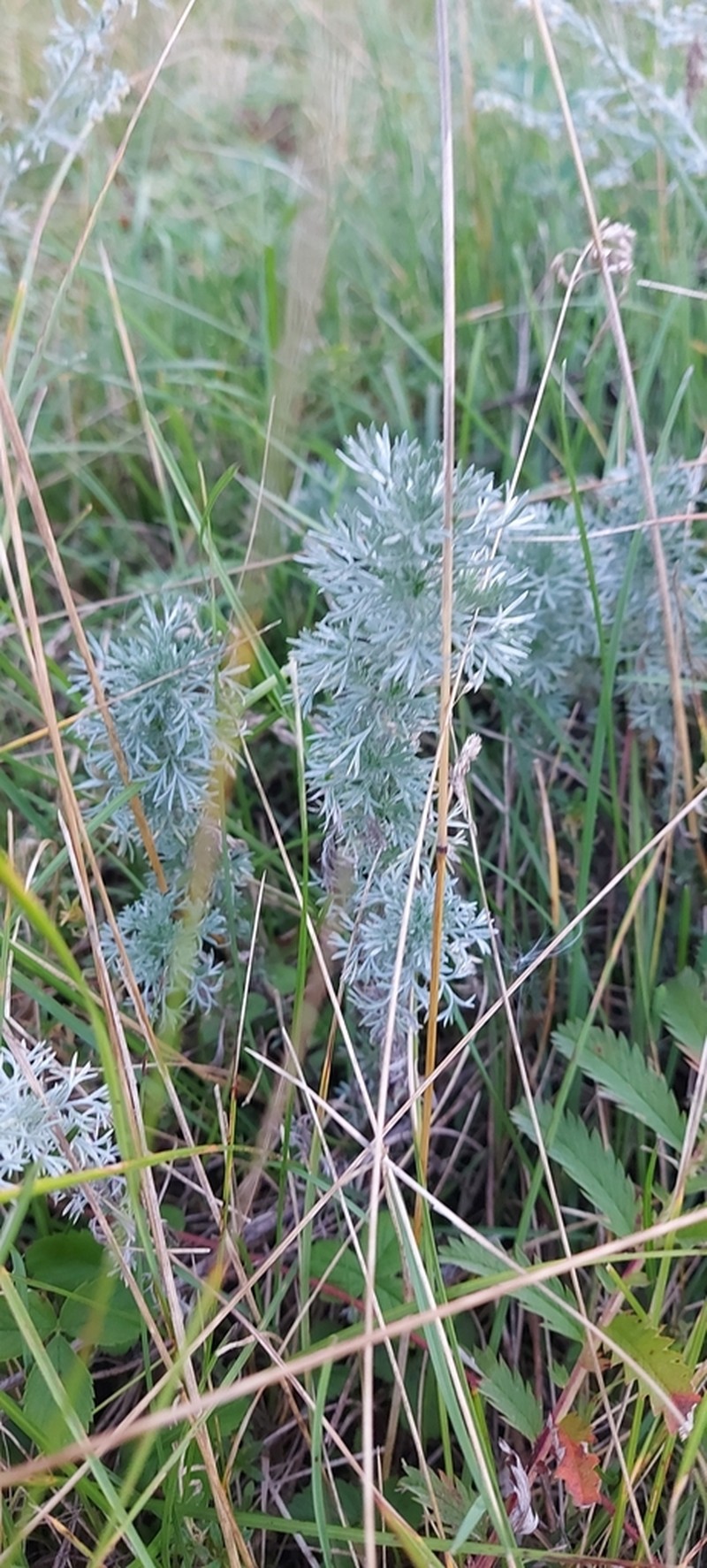 Artemisia sericea