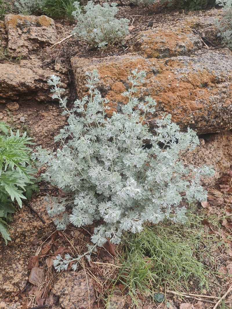 Artemisia sericea photo 2