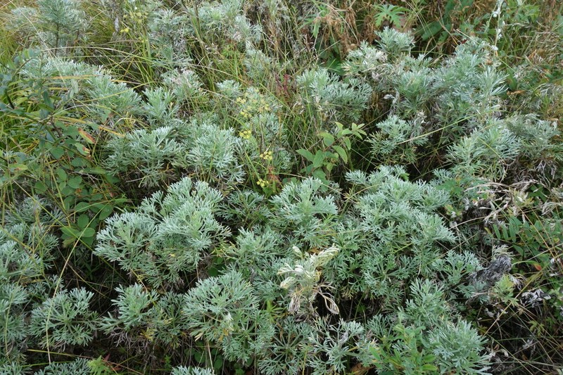 Artemisia sericea photo 3