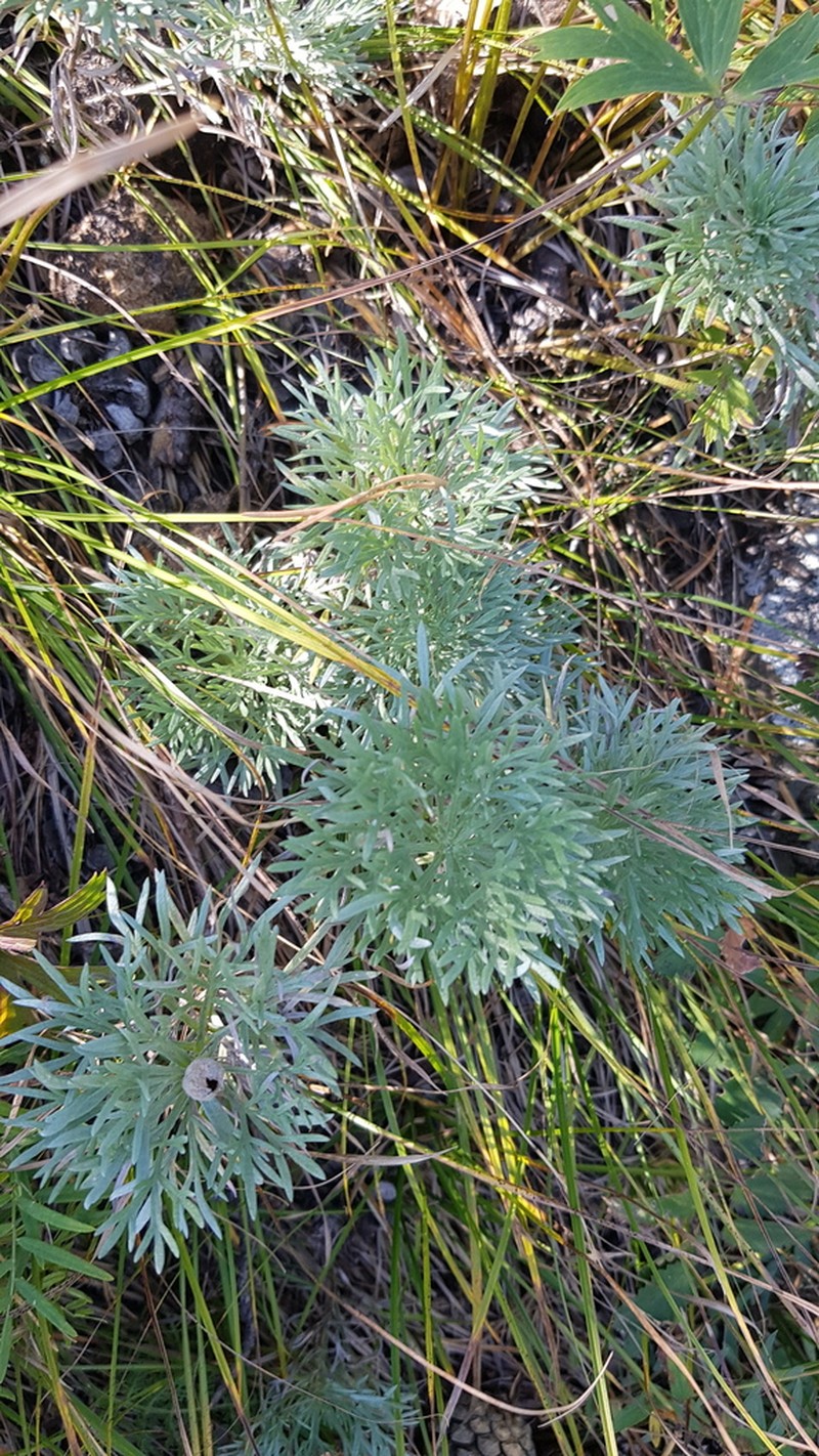 Artemisia sericea photo 4