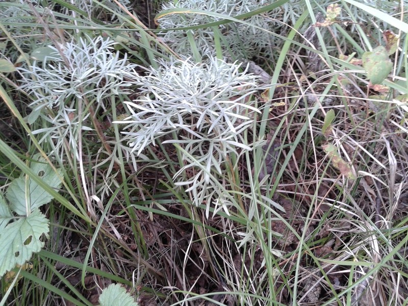 Artemisia sericea photo 5