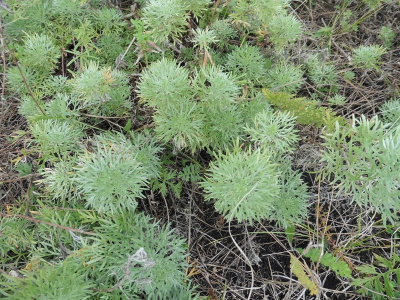 Artemisia sericea photo 6