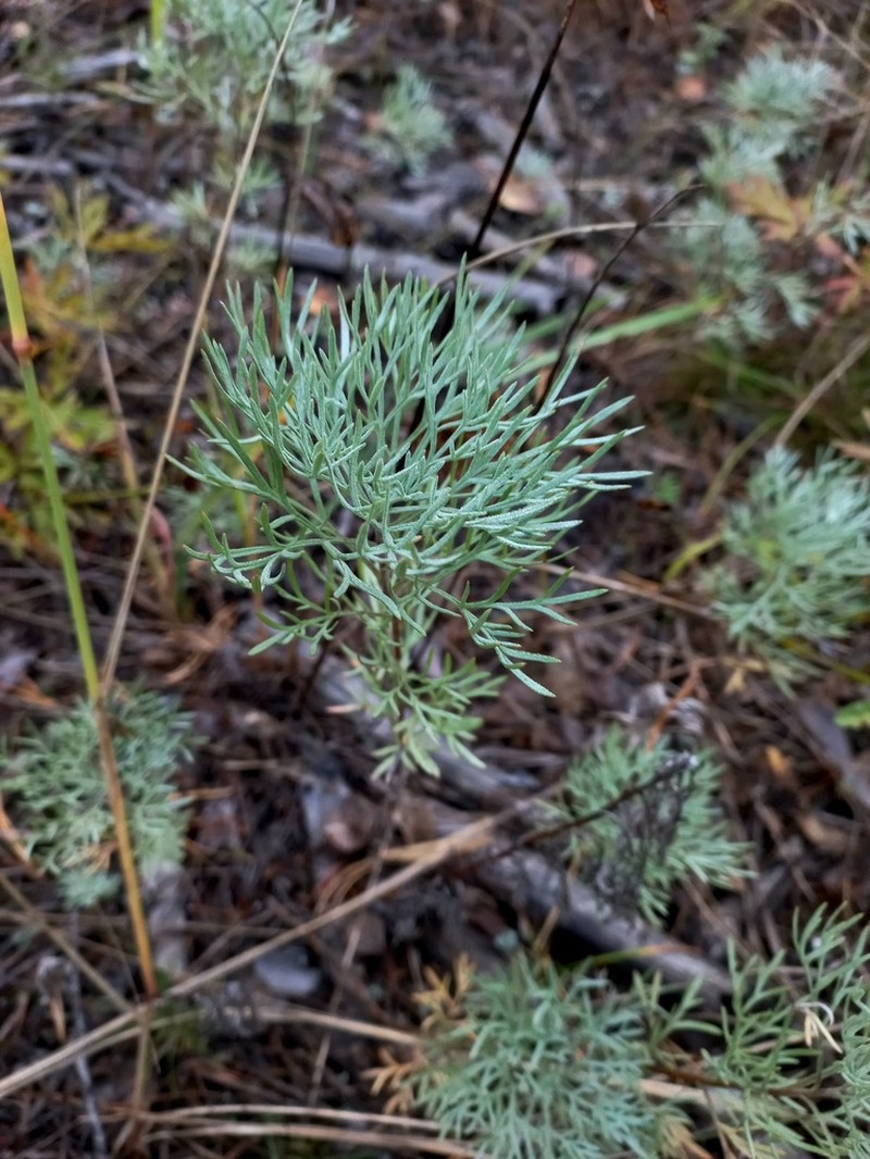 Artemisia sericea photo 7