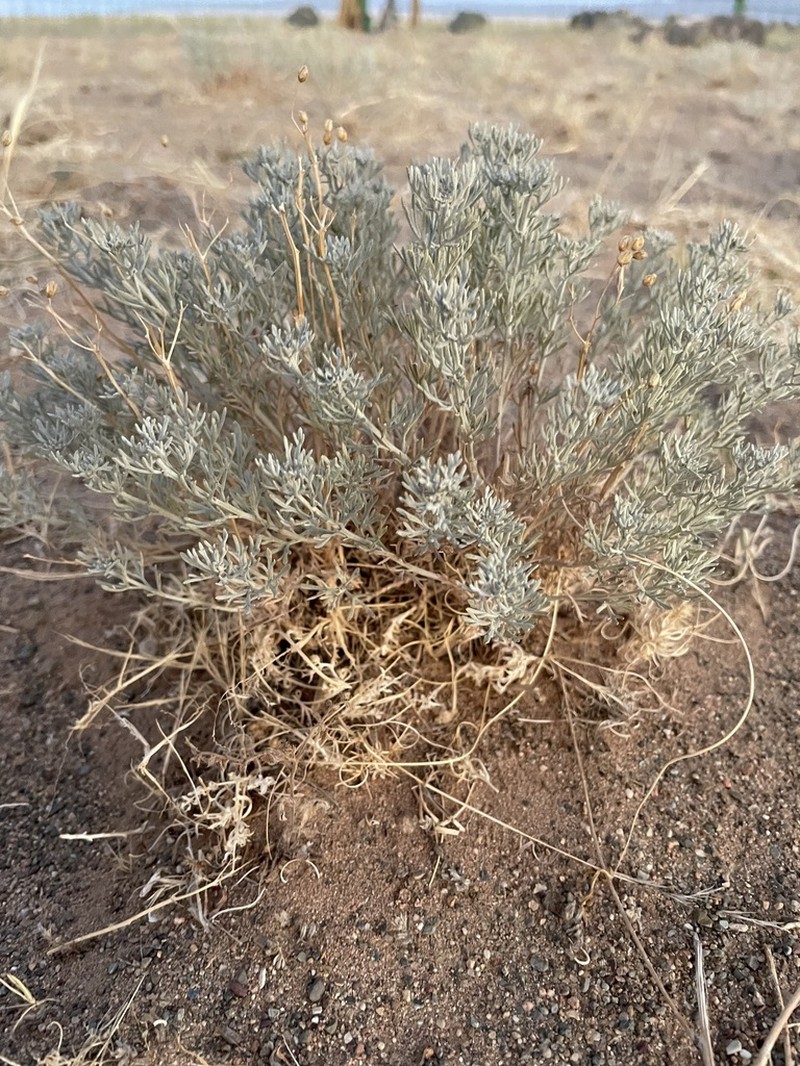 Artemisia sericea photo 8