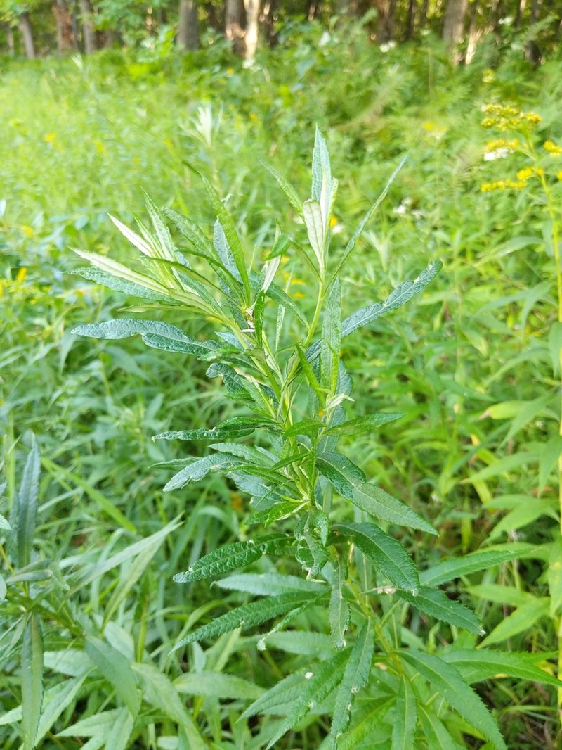 Sawtooth Wormwood photo 4