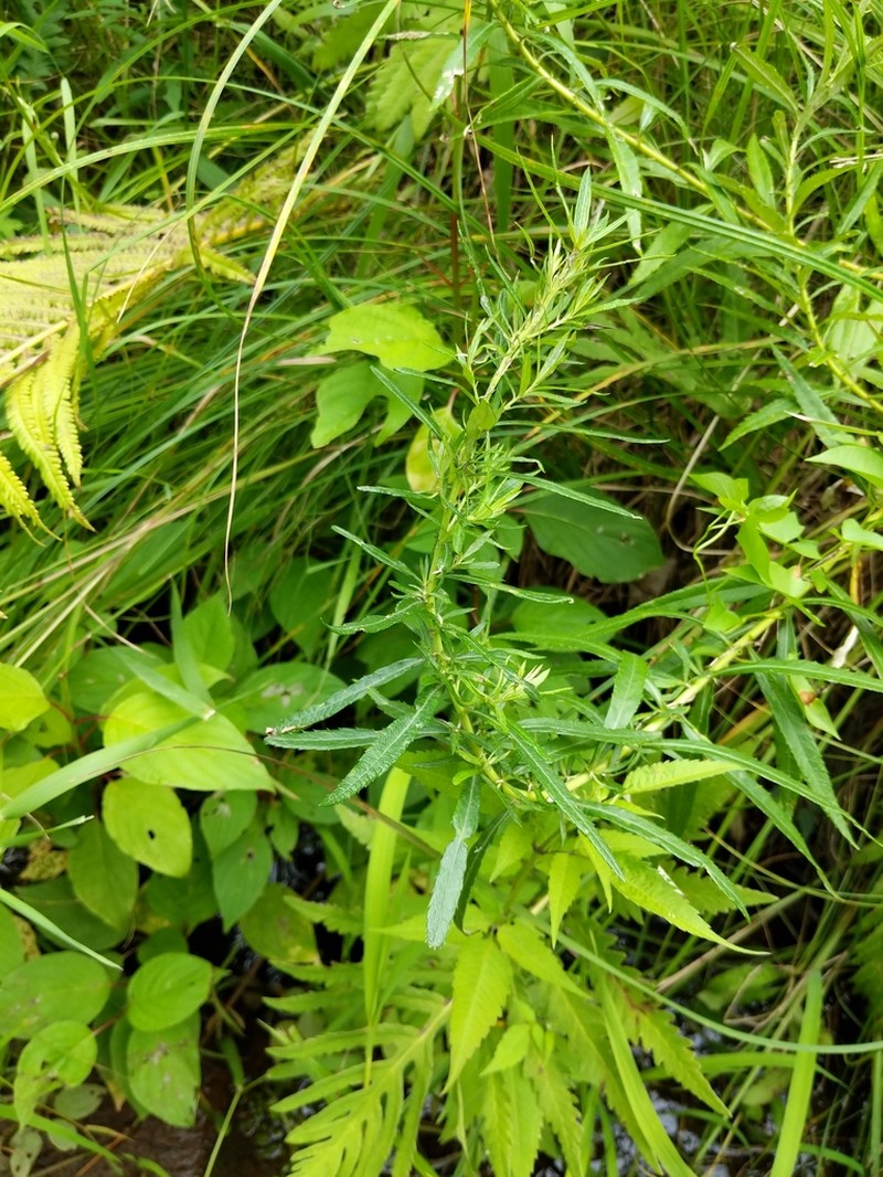 Sawtooth Wormwood photo 5