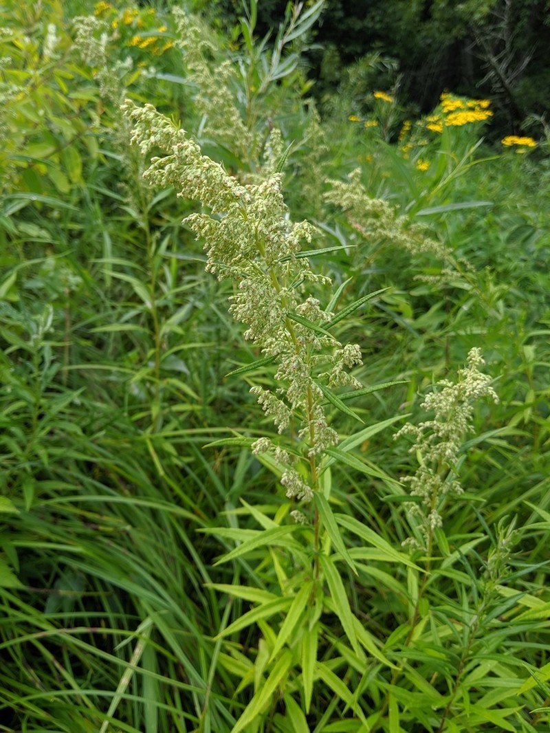Sawtooth Wormwood photo 6
