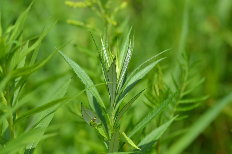 Sawtooth Wormwood photo 7