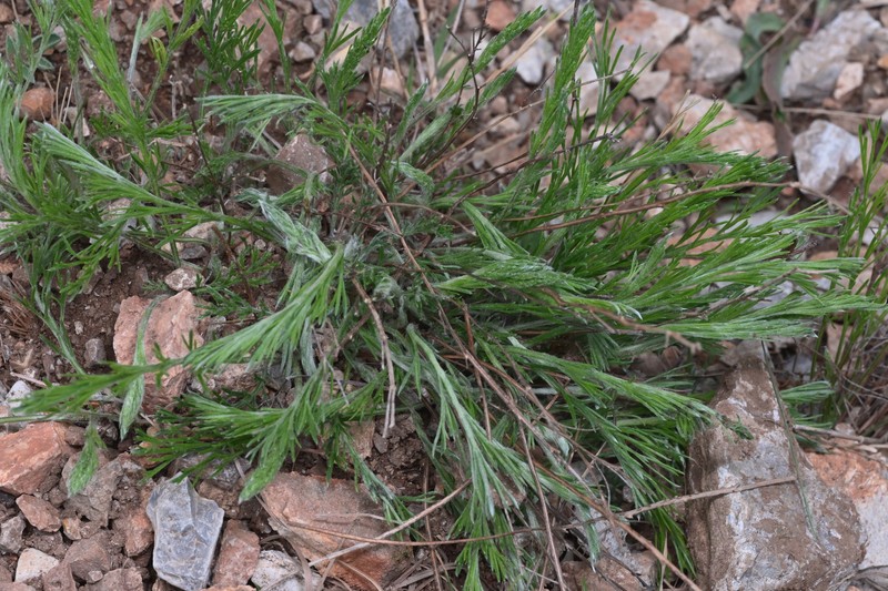 Filifolium sibiricum photo 2
