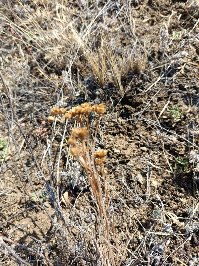 Filifolium sibiricum photo 3