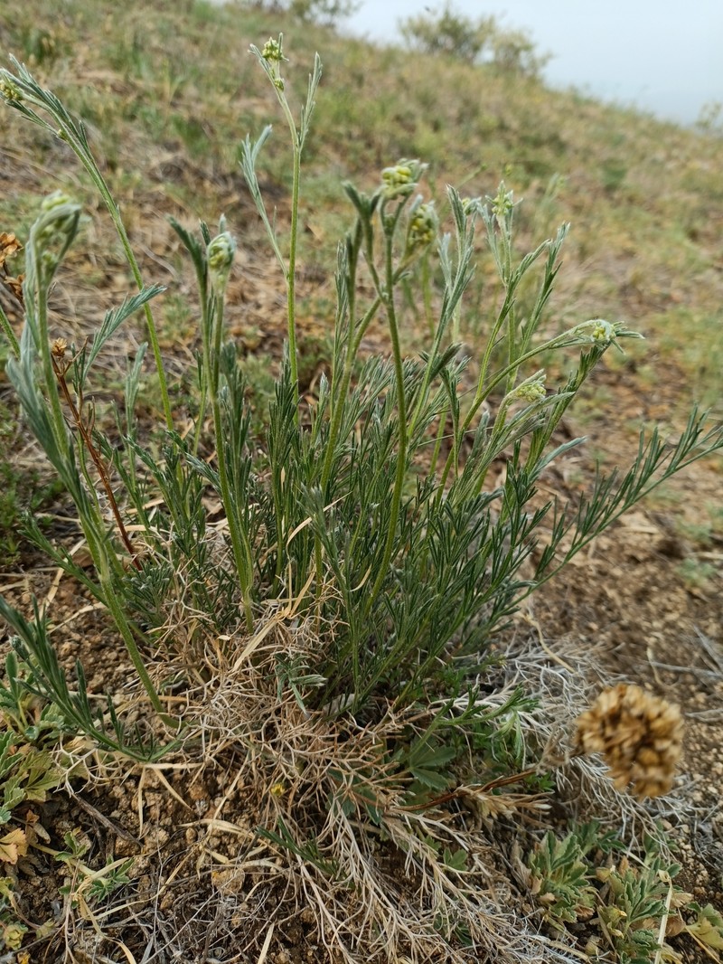 Filifolium sibiricum photo 4