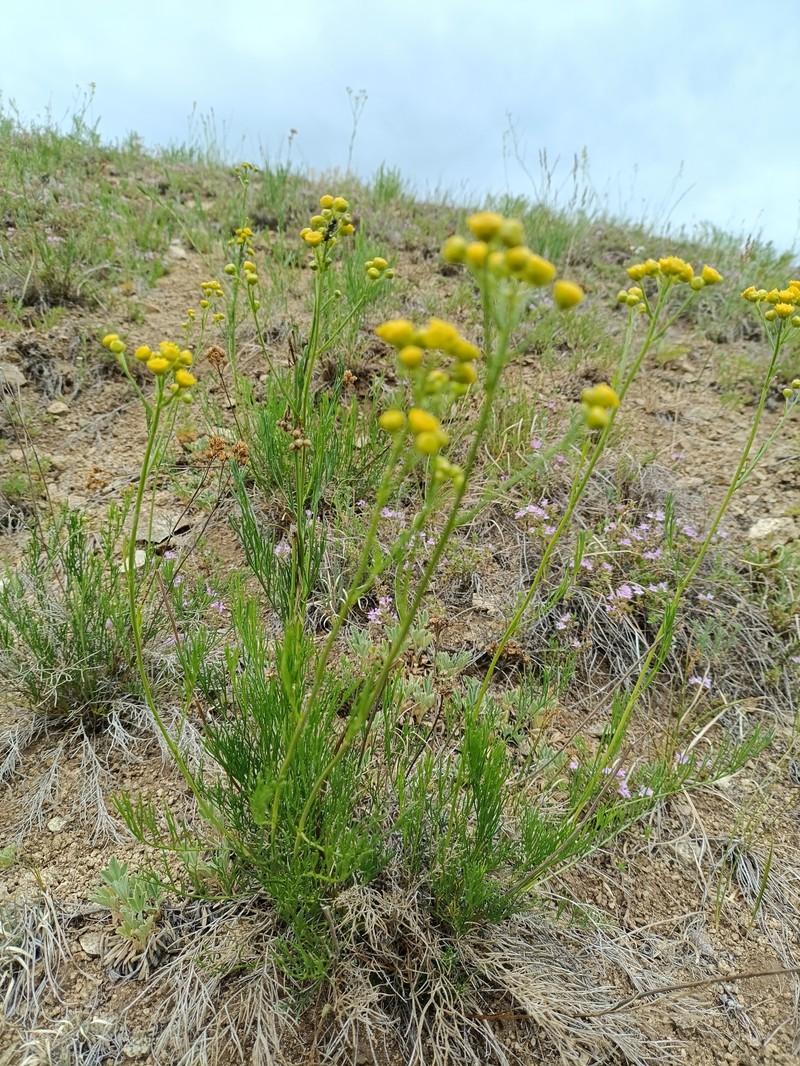 Filifolium sibiricum photo 5