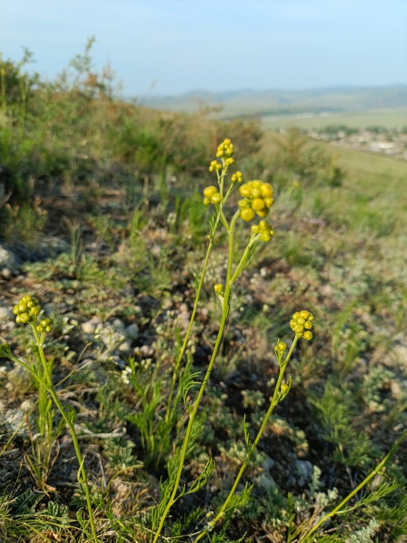 Filifolium sibiricum photo 6