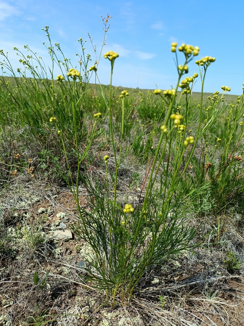 Filifolium sibiricum photo 7