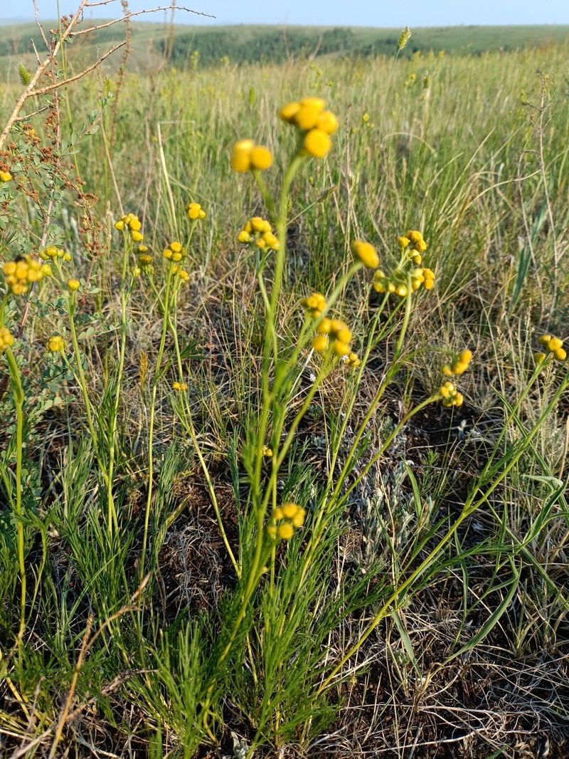 Filifolium sibiricum photo 8