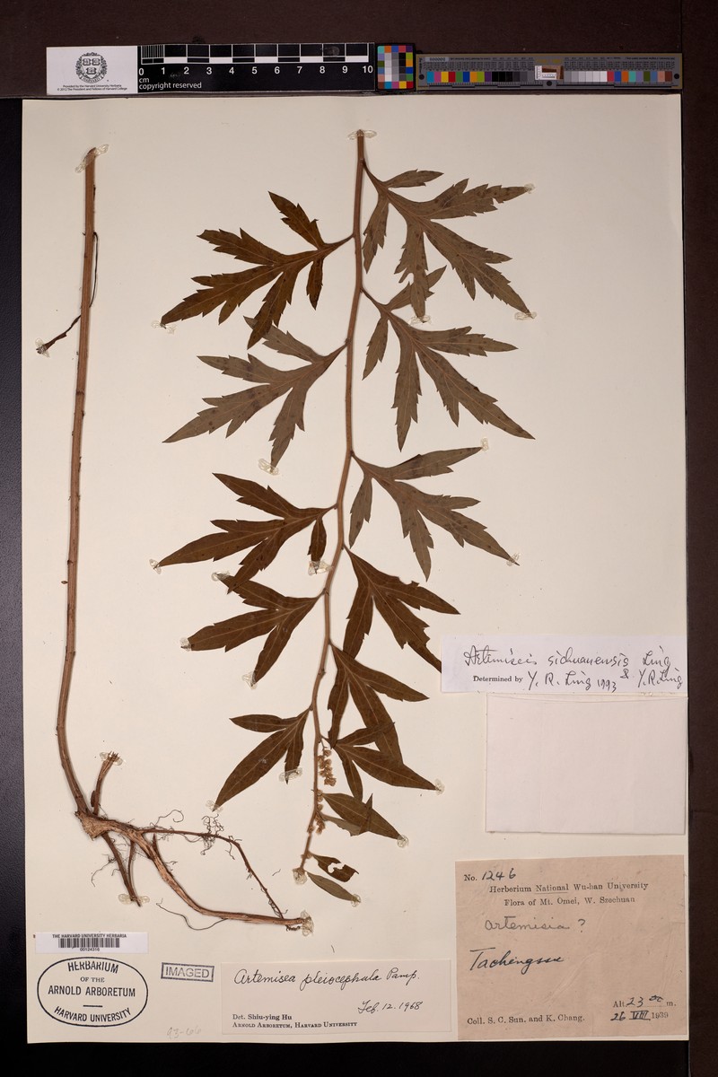 Artemisia sichuanensis