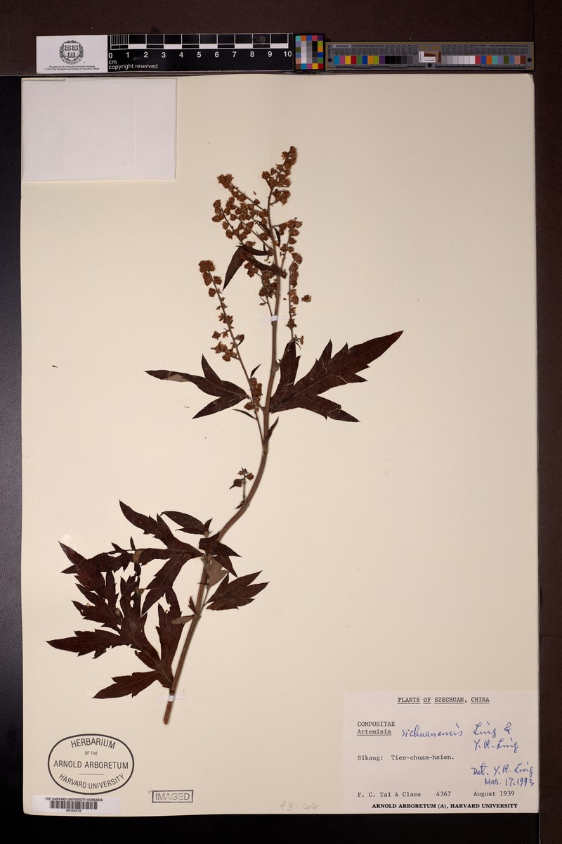 Artemisia sichuanensis photo 2