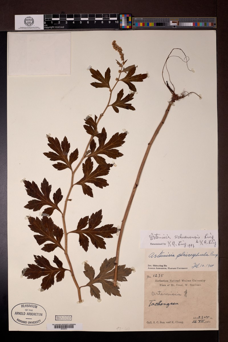 Artemisia sichuanensis photo 3