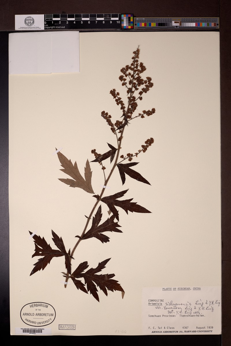Artemisia sichuanensis photo 4
