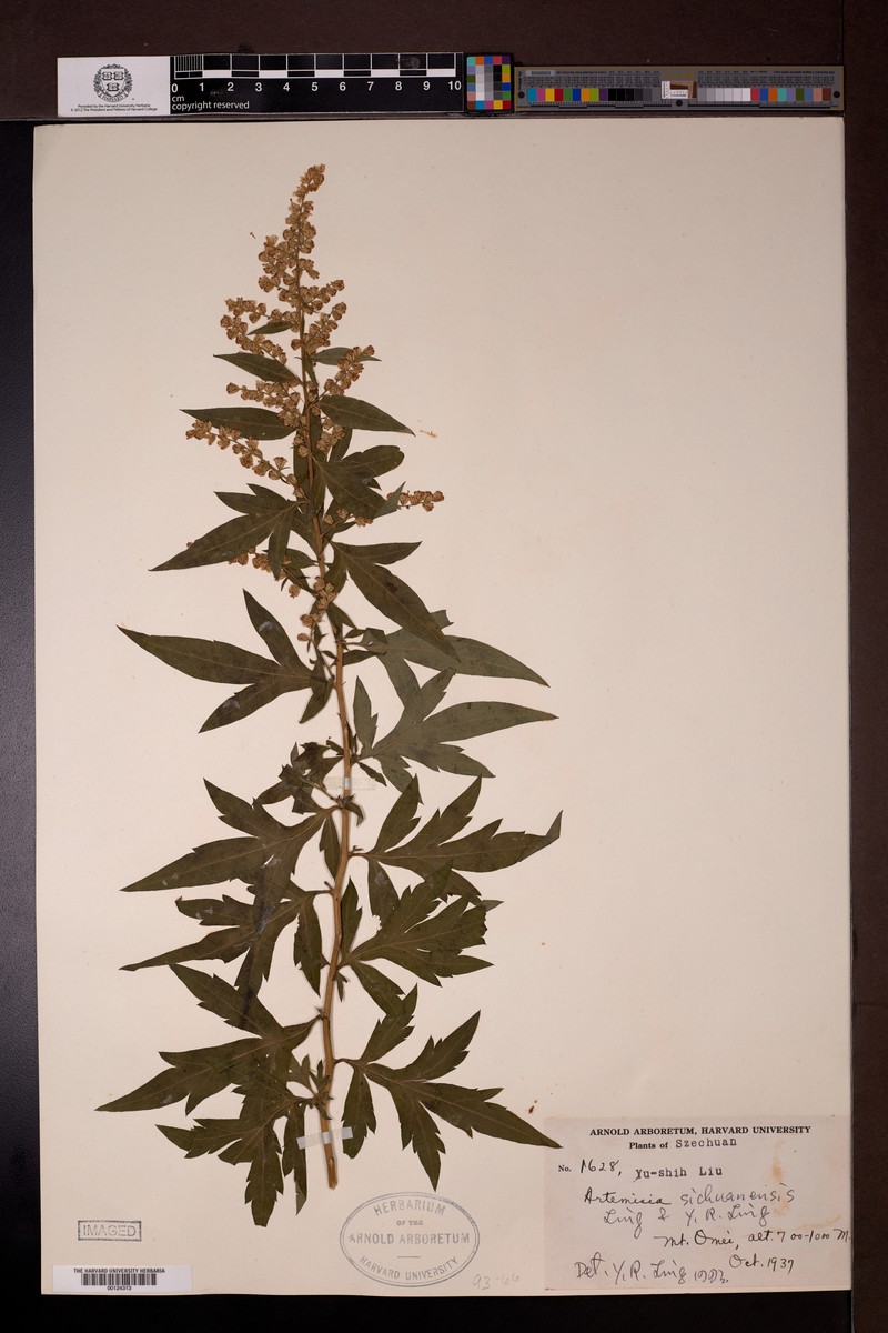 Artemisia sichuanensis photo 5