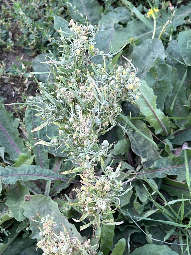 Artemisia sieversiana photo 2