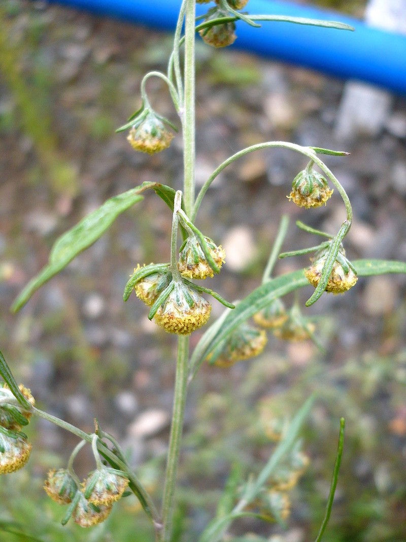 Artemisia sieversiana photo 3