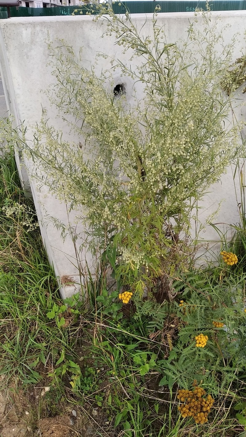 Artemisia sieversiana photo 5