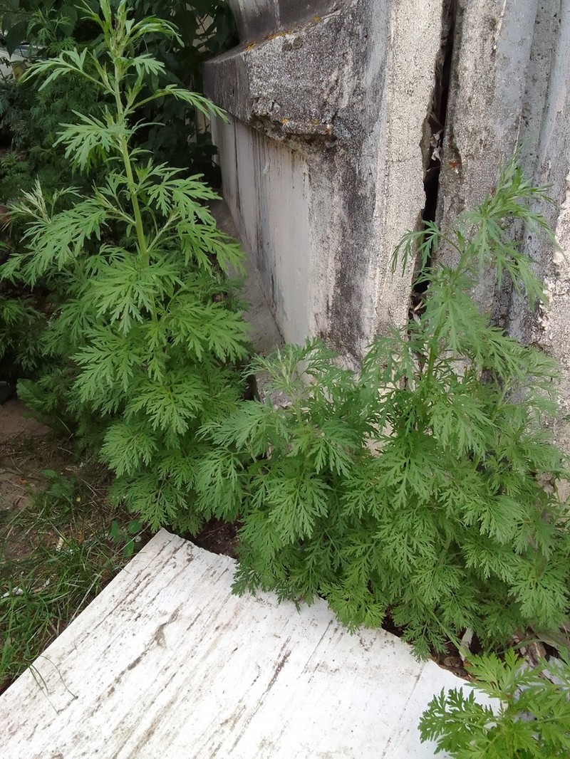 Artemisia sieversiana photo 6