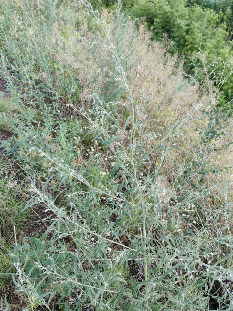 Artemisia sieversiana photo 7